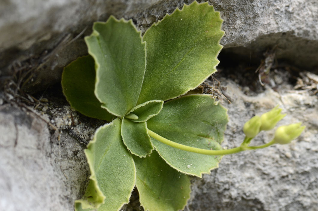 Primula auricula